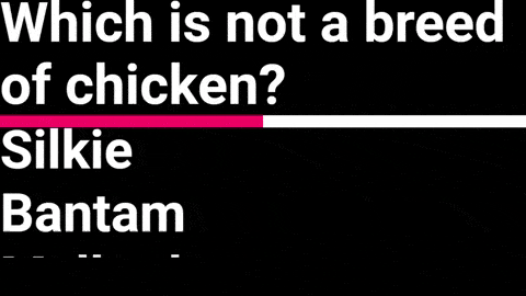 Quick Cards screenshot - Which is not a breed of chicken? silkie, bantam, easter egger, mallard