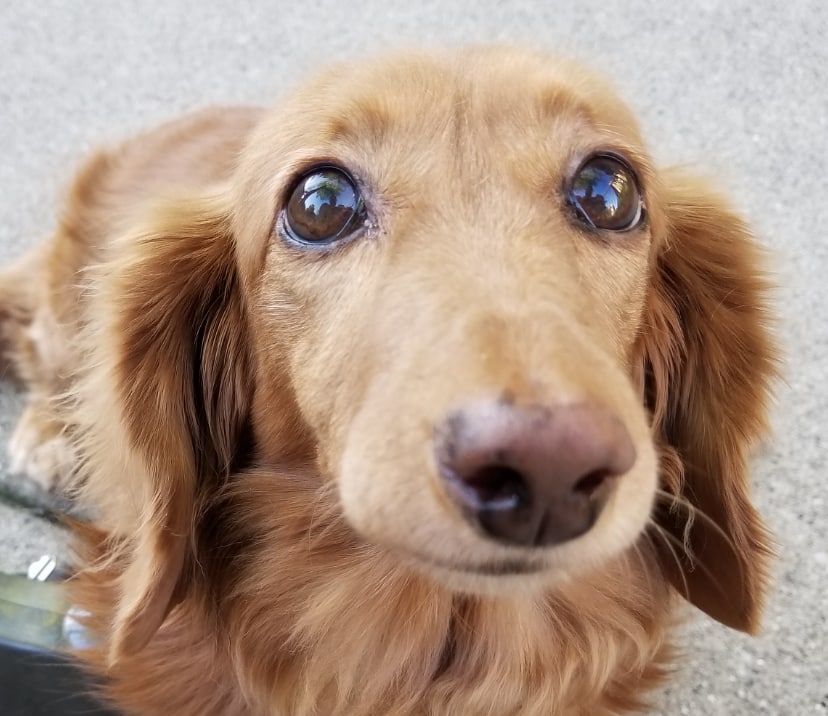 Lola, a 12 pound miniature long-haired dachshund sitting on the sidewalk, looking into the camera. She's cute!